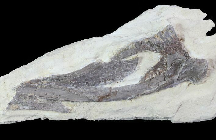 Pterosaur Partial Quadrate (Jaw Bone) - Smoky Hill Chalk #64323